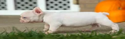 French Bulldog dogs for sale:  Rosa💖 - Ad 16