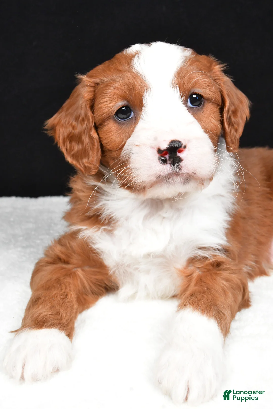 Mini Goldendoodle dogs for sale: Blaze - Ad 10