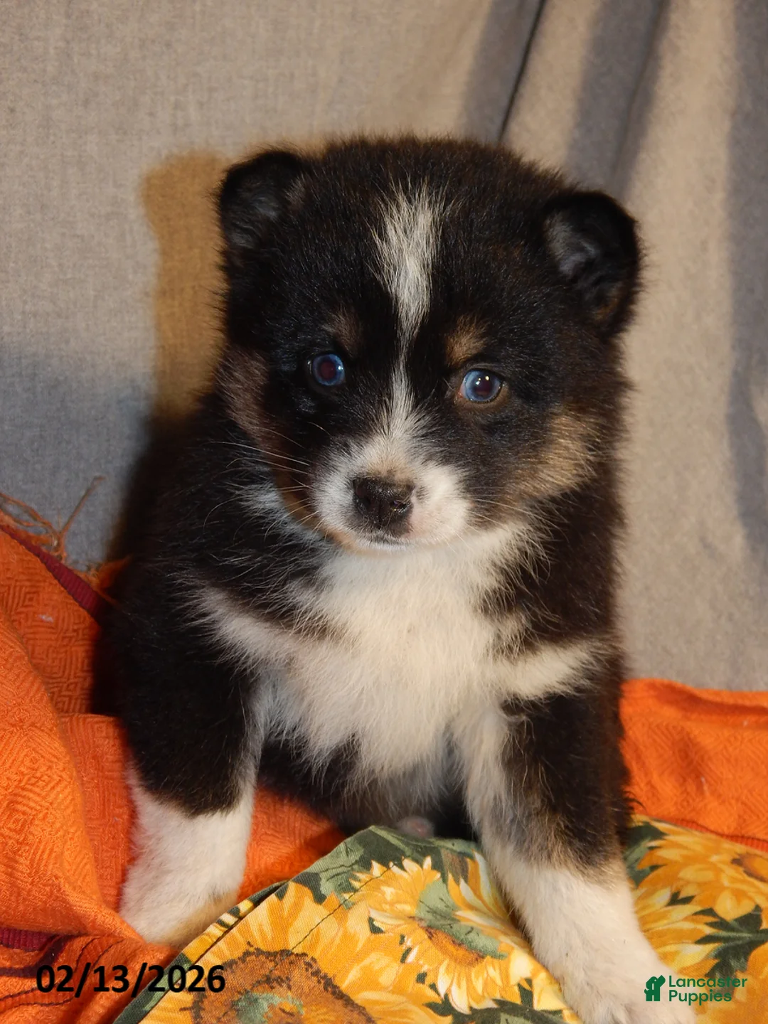 Pomsky dogs for sale: Susie - Ad 1