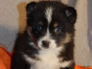 Pomsky dogs Susie - Ad 22