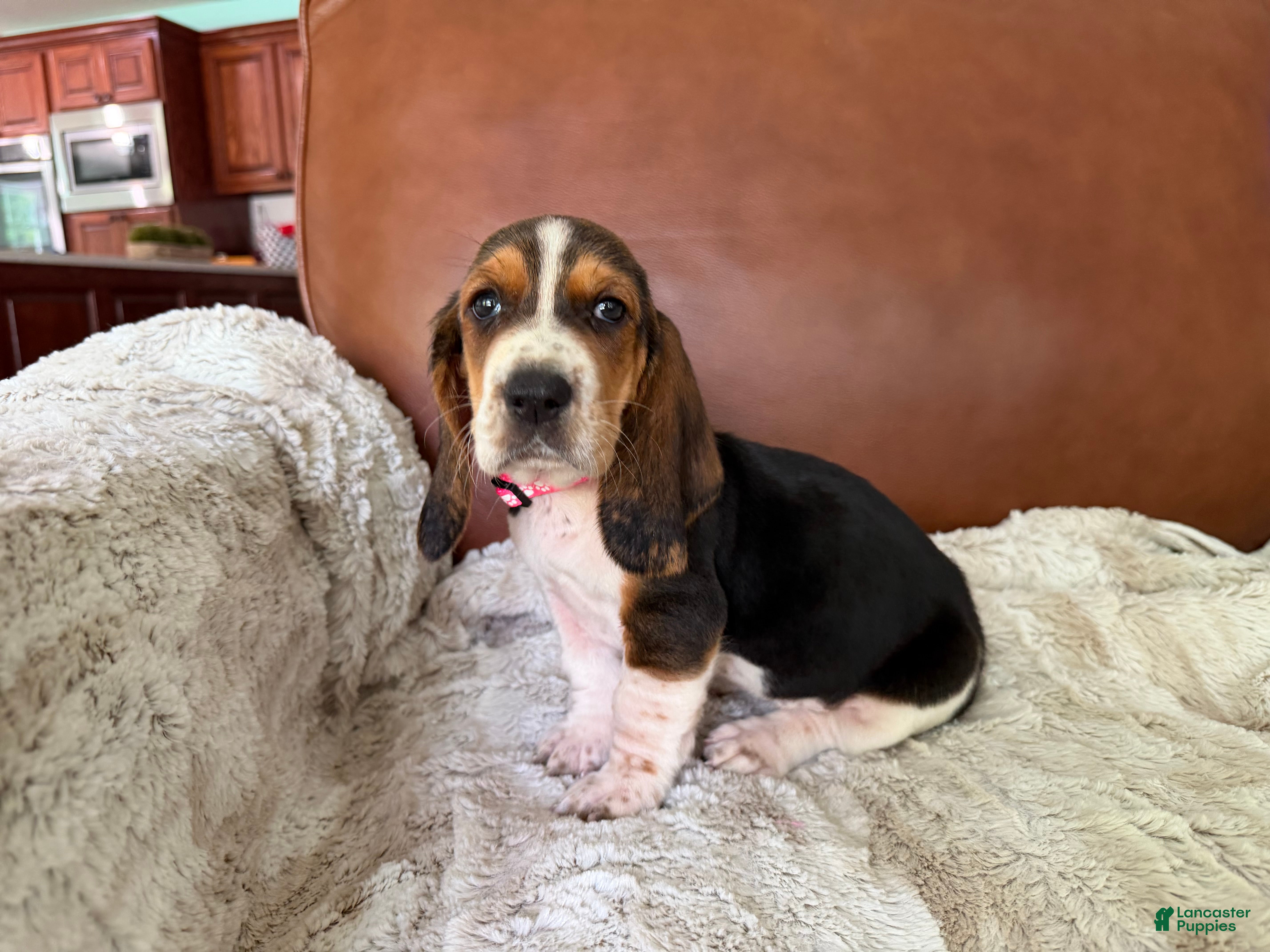 Basset Hound dogs Dorothy - Ad 1