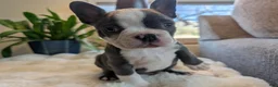Frenchton dogs for sale: Pistachio - Ad 11