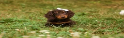Miniature Dachshund dogs for sale: BRANDY - Ad 9