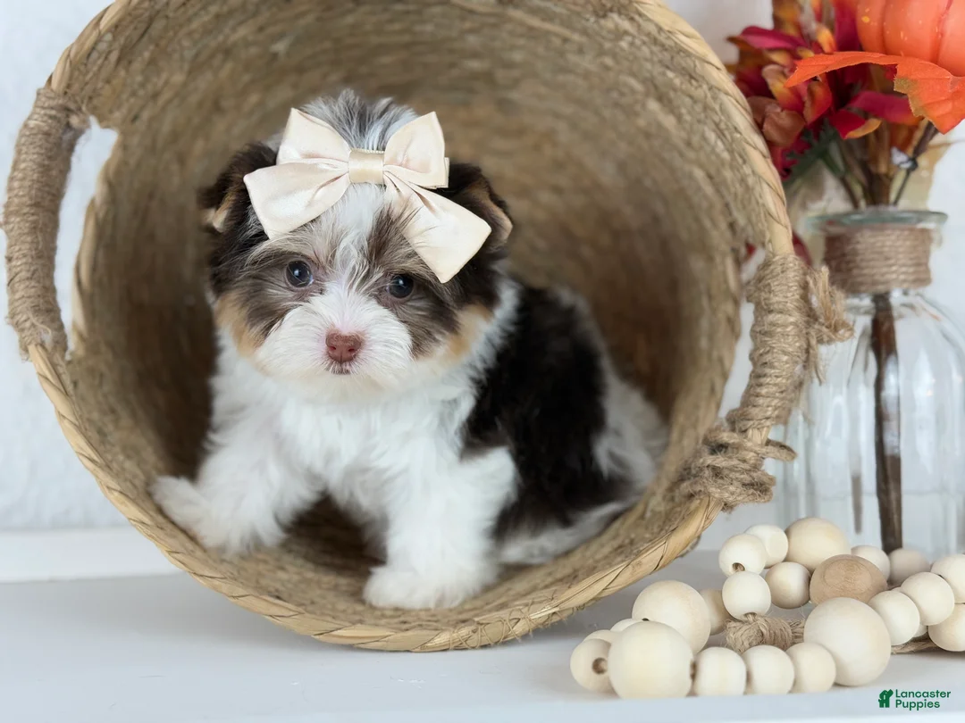 Gallery Image {{count}}