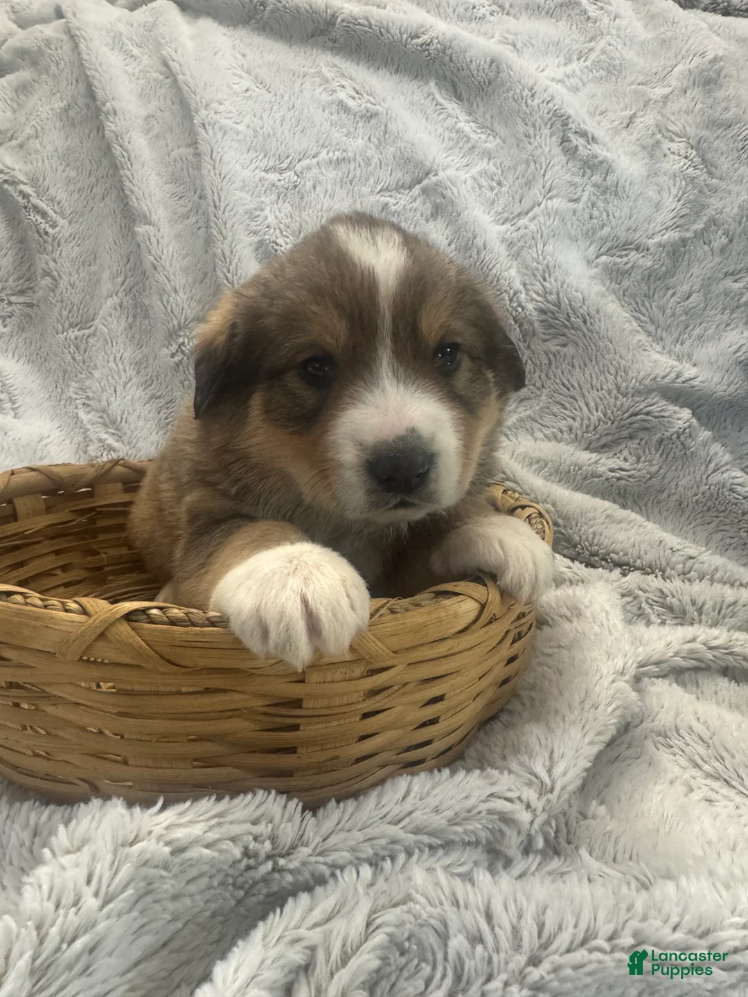 Mixed Breed dogs for sale: Jasper - Ad 8