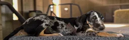 Catahoula Leopard Dog dogs for sale: Gypsie 2026 Male 3 - Ad 6