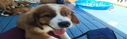 Mixed Breed dogs for sale: Marley - Ad 12