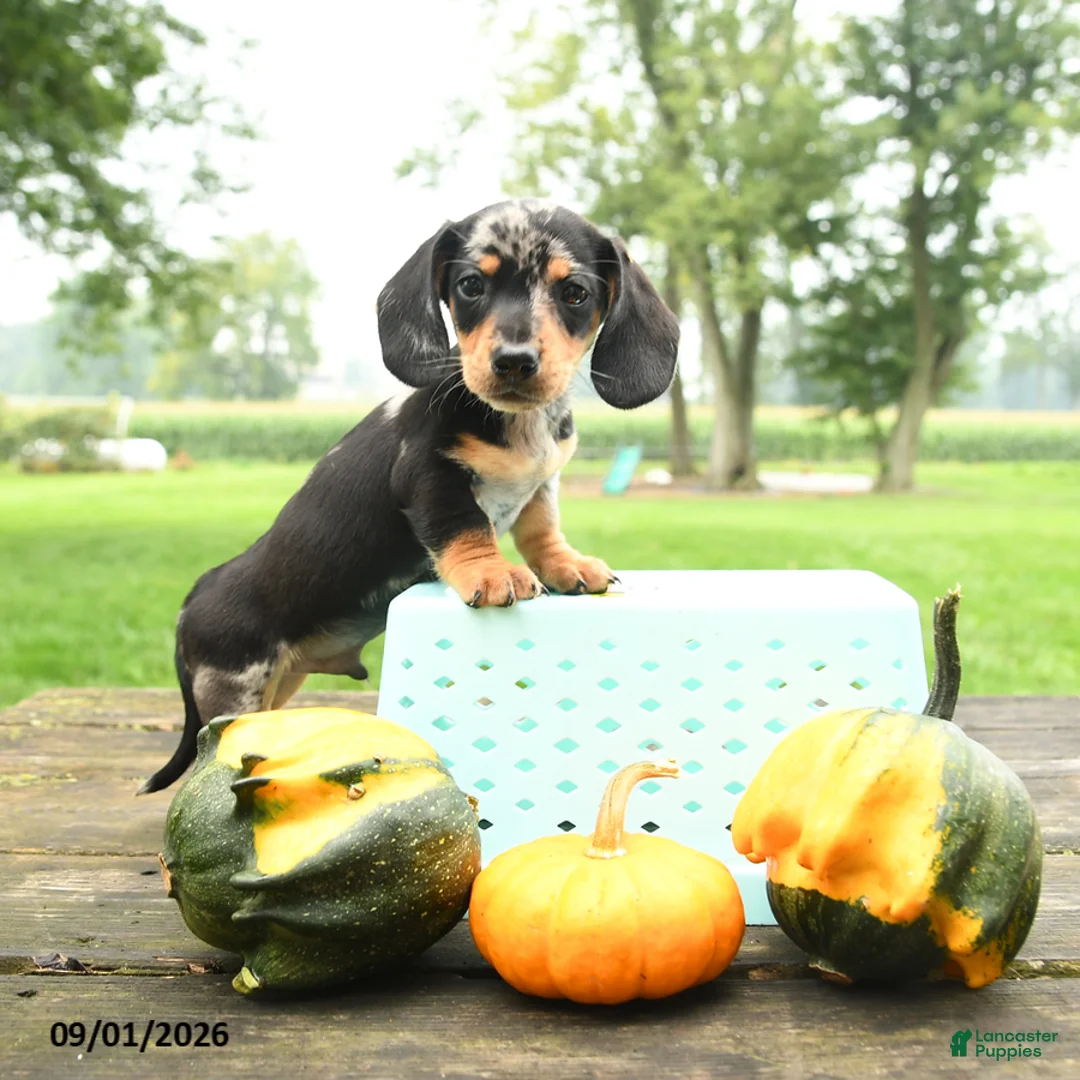 Miniature Dachshund dogs for sale: Pizza  - Ad 2