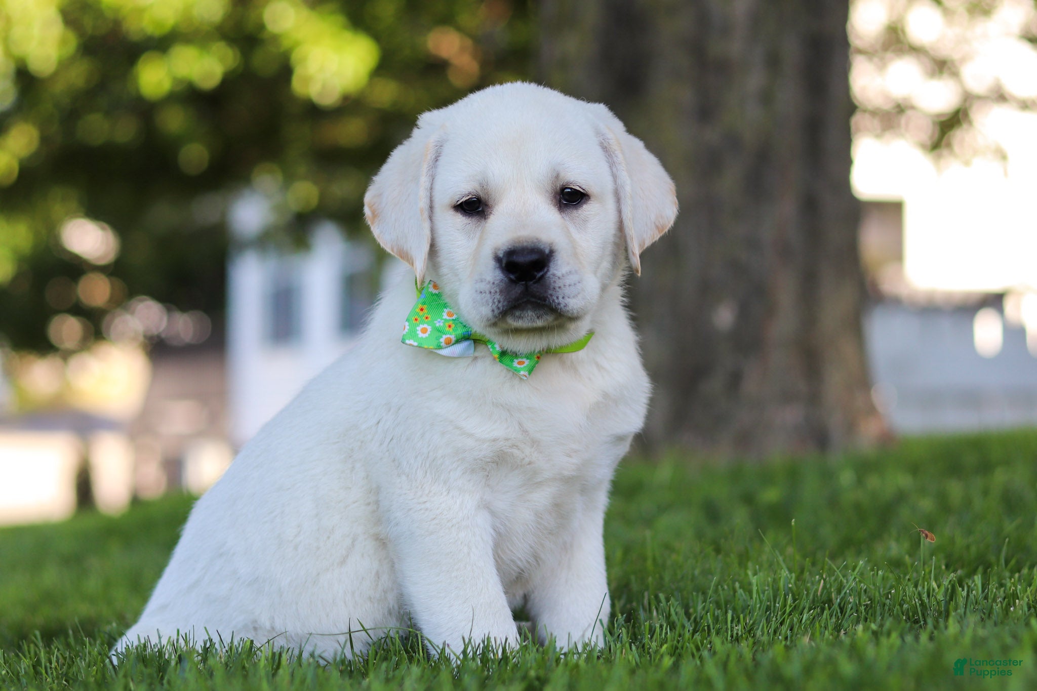 Labrador Retriever dogs for sale: Bernie - Ad 3