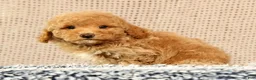 Havapoo dogs for sale: Hoover - Ad 3