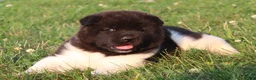 Akita dogs for sale: Akita 1 - Ad 4