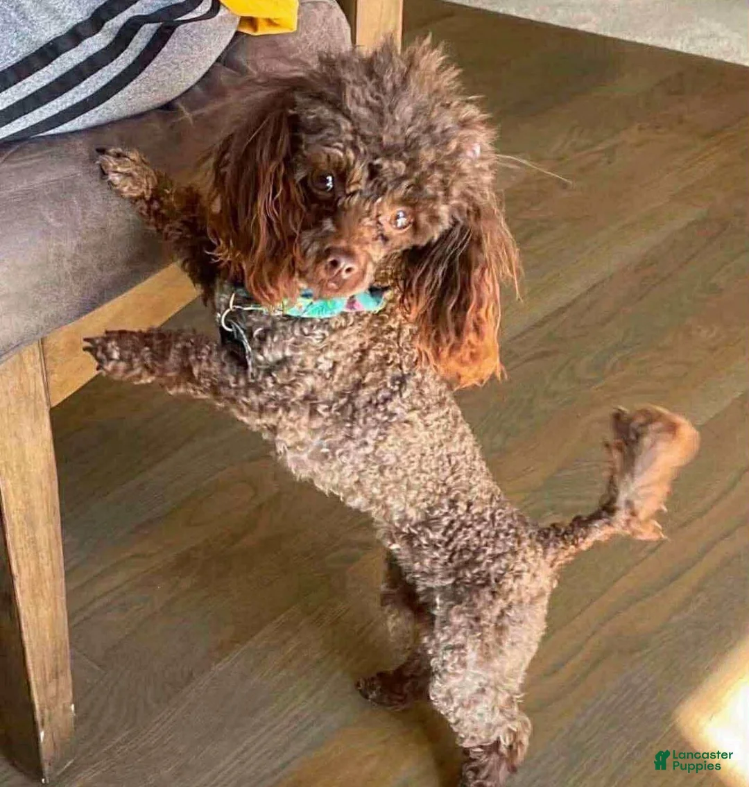 Toy Poodle dogs for sale: Benny - Ad 5