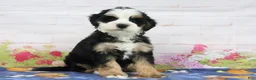 Mini Bernedoodle dogs for sale: Leo - Ad 6