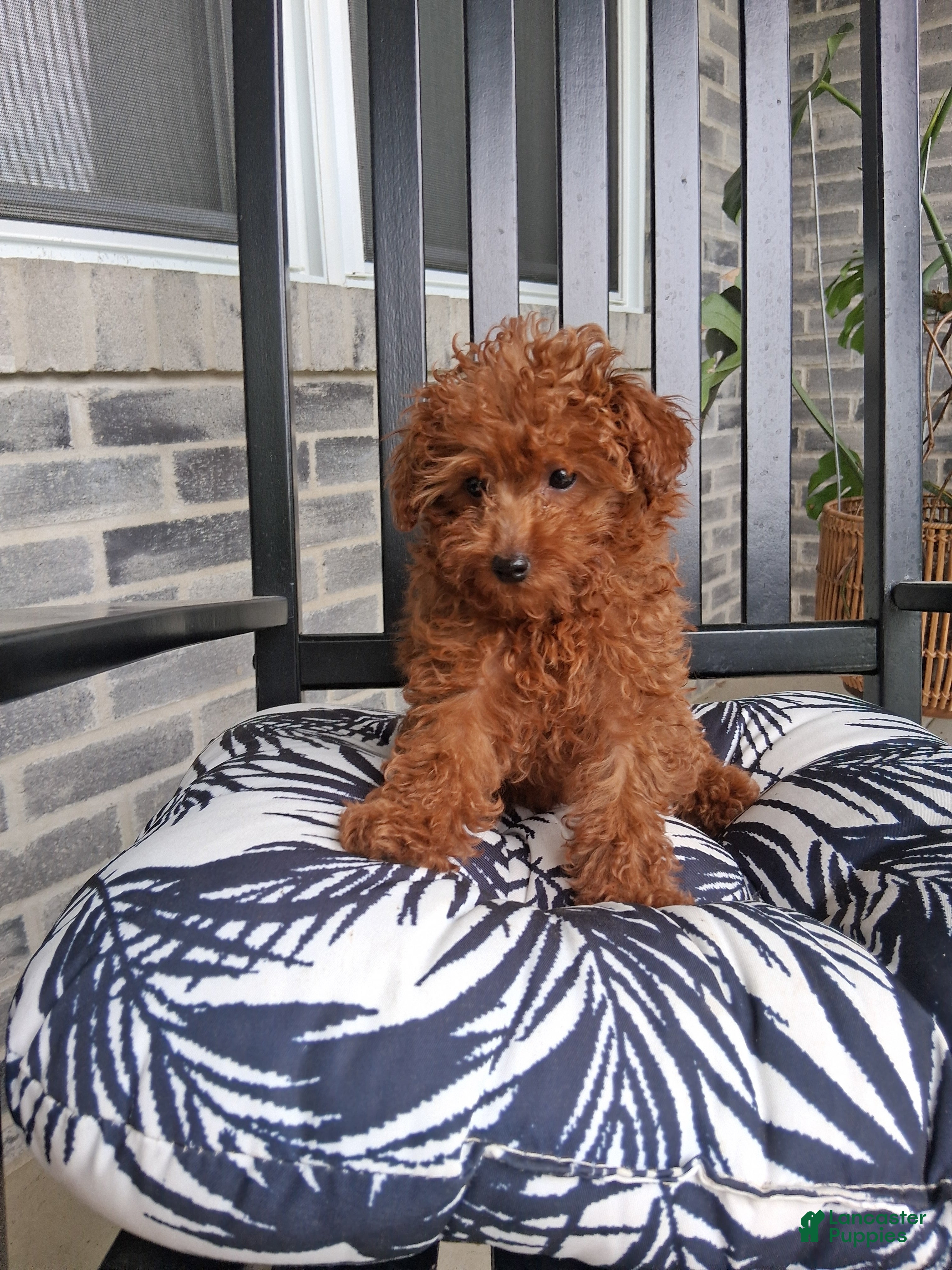 Toy Poodle dogs Toy Poodle Jewel - Ad 1