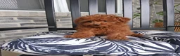 Toy Poodle dogs for sale: Toy Poodle Jewel - Ad 1