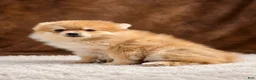 Pomeranian dogs for sale: Pomeranian 5 - Ad 6