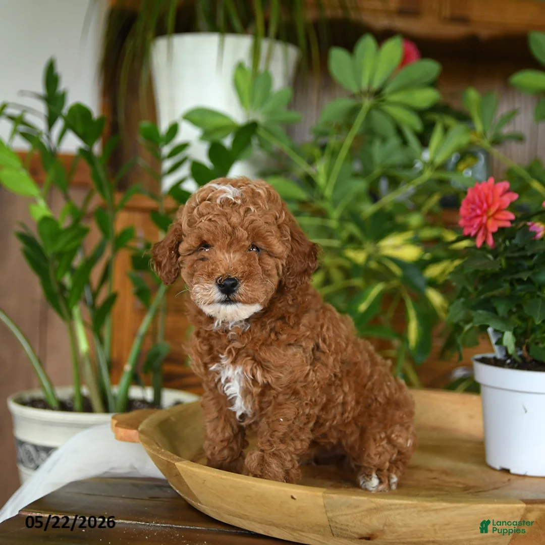 Miniature Poodle dogs for sale: Juno - Ad 2