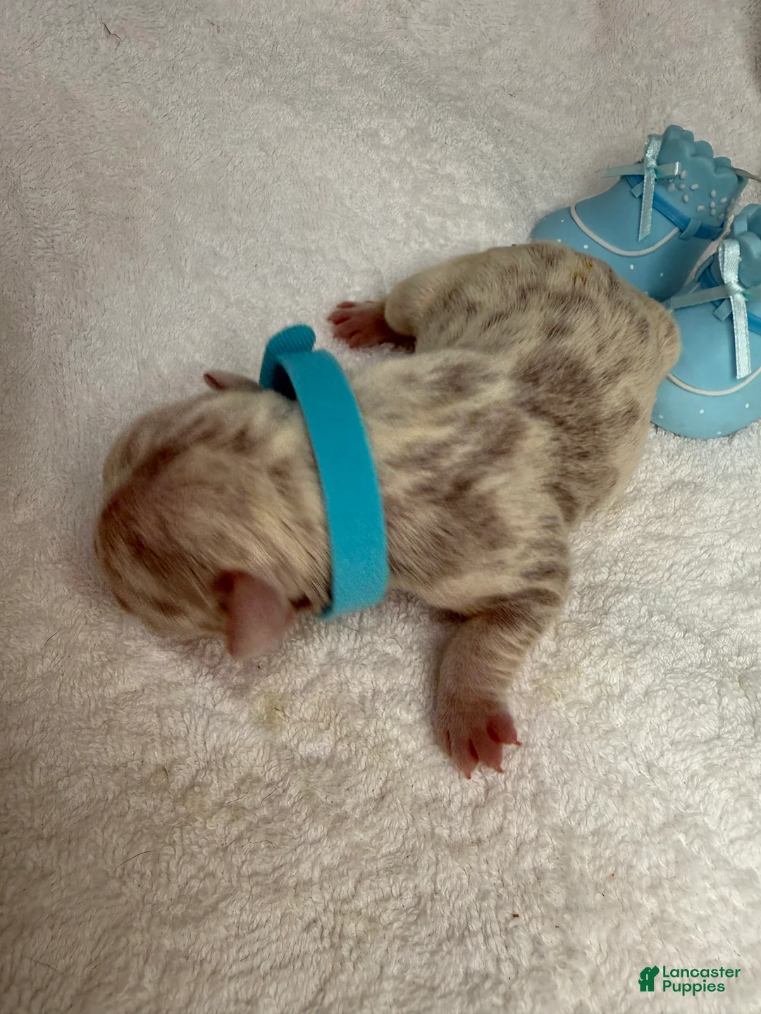 French Bulldog dogs for sale:  Puppy 1 - Ad 1