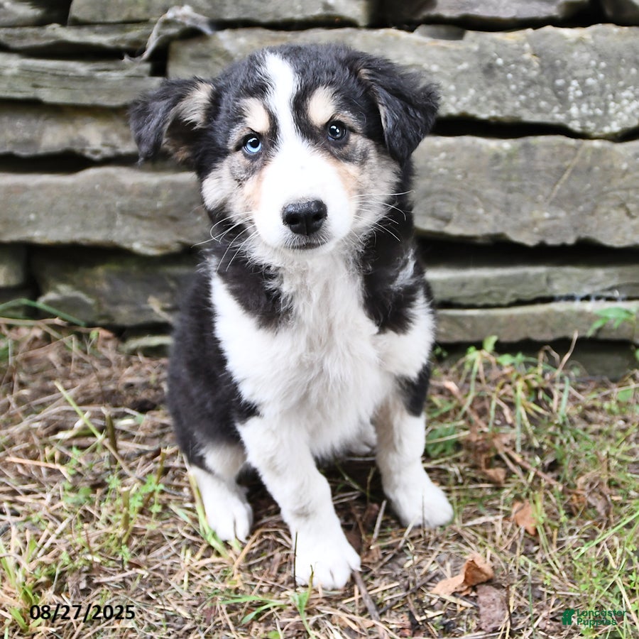 Mixed Breed dogs Nikki - Ad 16