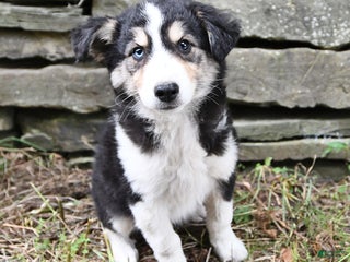 Mixed Breed dogs Nikki - Ad 11