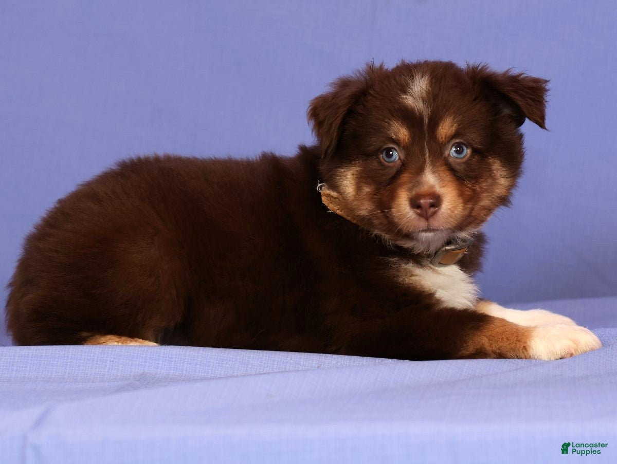 Miniature Australian Shepherd dogs Jolene - Ad 2