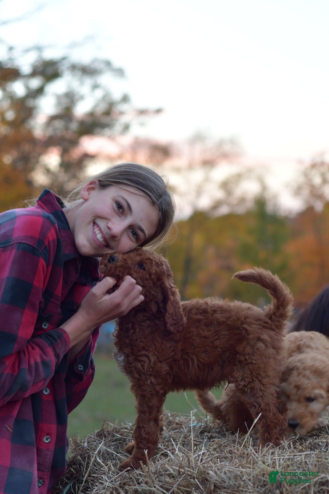 Standard Poodle dogs for sale: Clifford  - Ad 4