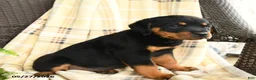 Rottweiler dogs for sale: Greta - Ad 4