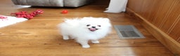 Pomeranian dogs for sale: Teacup Tony - Ad 12