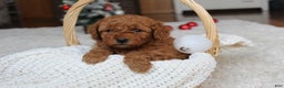 Cavapoochon dogs for sale: Millie - Ad 2