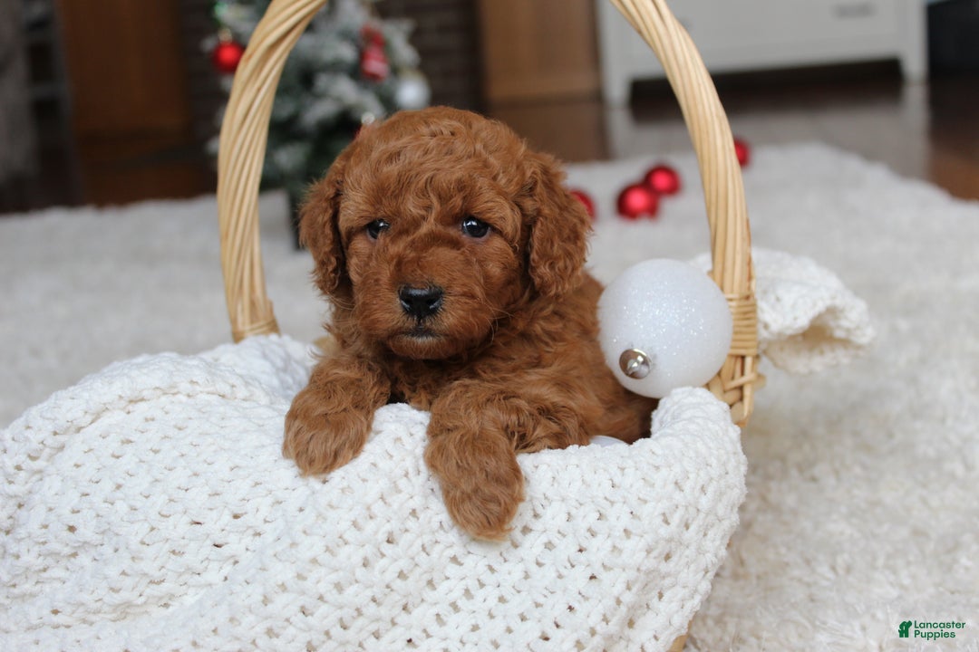 Cavapoochon dogs for sale: Millie - Ad 2