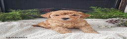 Mini Goldendoodle dogs for sale: Bridget - Ad 4