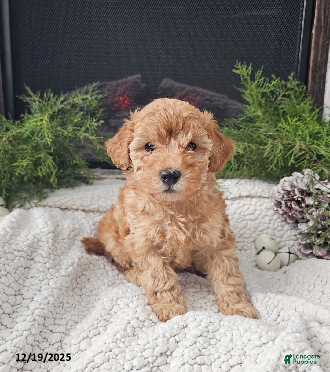 Mini Goldendoodle dogs for sale: Bridget - Ad 4