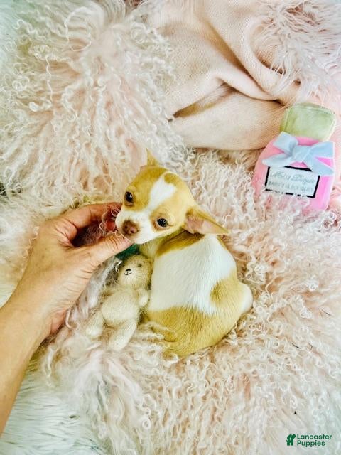 Chihuahua dogs Chihuahua Puppy 1 - Ad 2