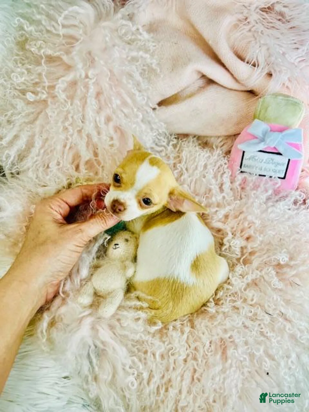 Chihuahua dogs for sale: Chihuahua Puppy 1 - Ad 2