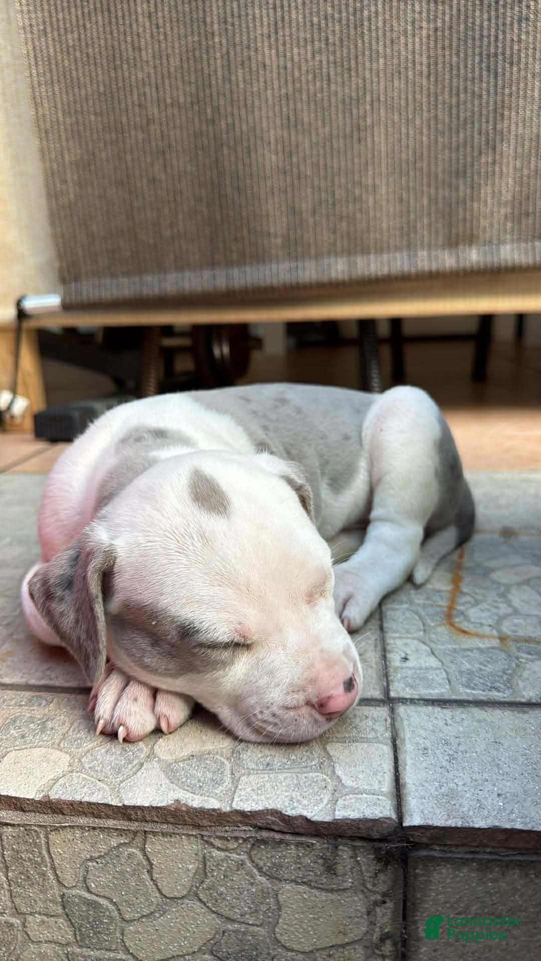 American Bully dogs American Bully Puppy 1 - Ad 7