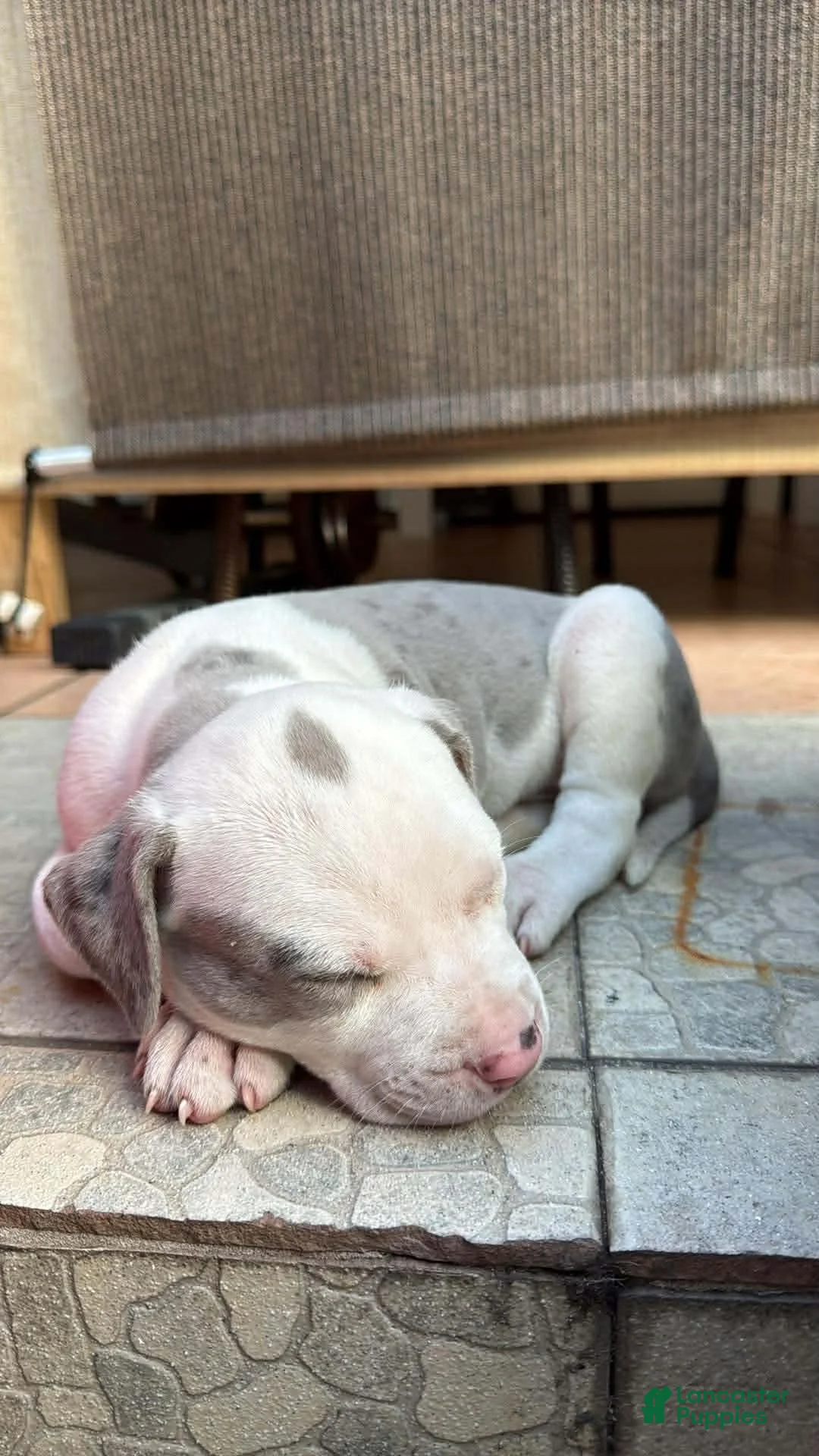 American Bully dogs for sale: American Bully Puppy 1 - Ad 1