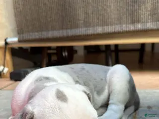 American Bully dogs American Bully Puppy 1 - Ad 7