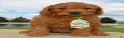 Mini Goldendoodle dogs for sale: Mini Gus - Ad 8