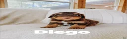 Aussiedoodle dogs for sale: Diego  - Ad 2