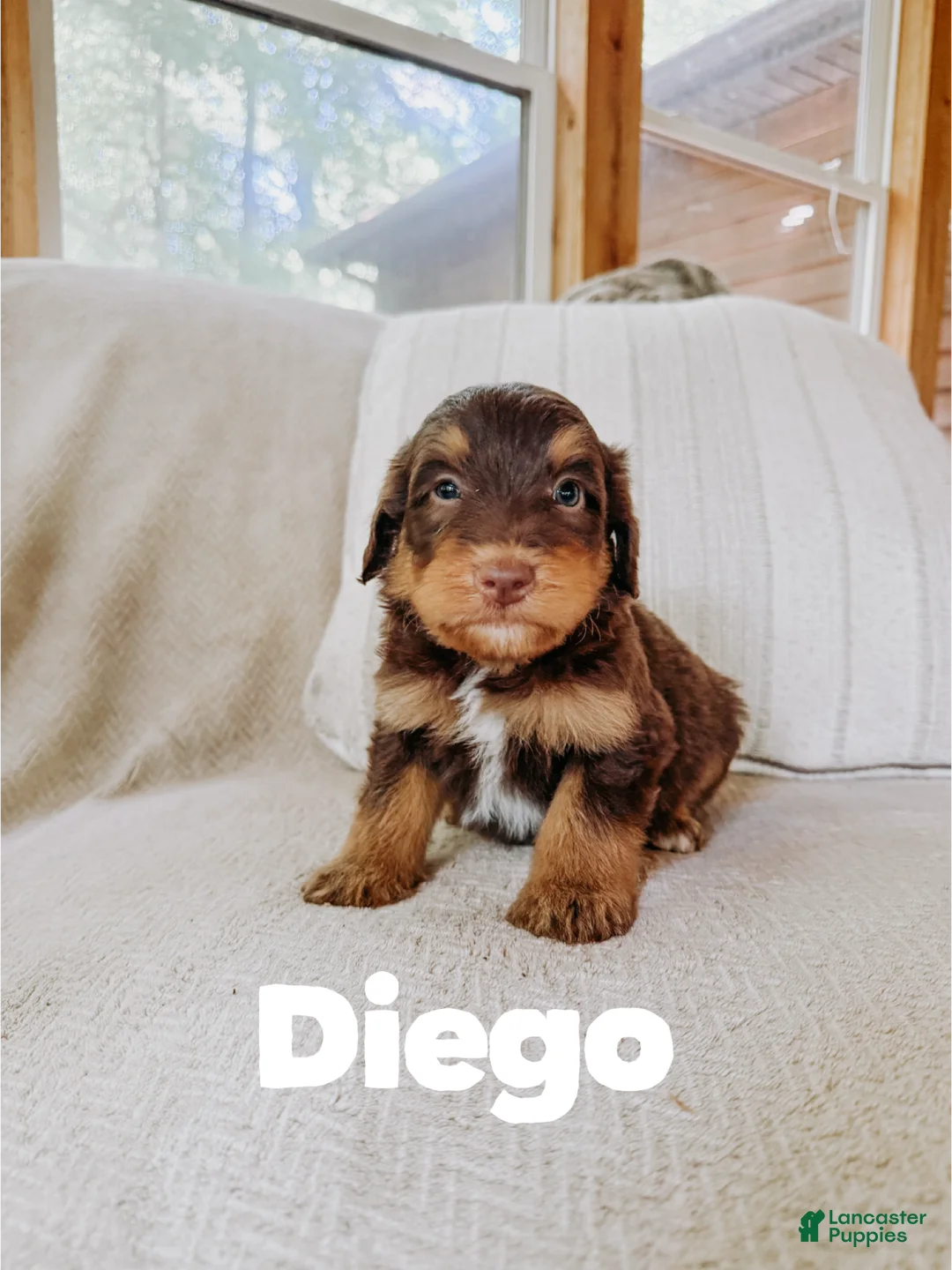Aussiedoodle dogs for sale: Diego  - Ad 2