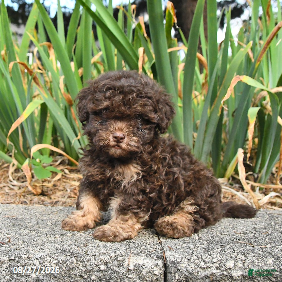 Havapoo dogs Lucky - Ad 2