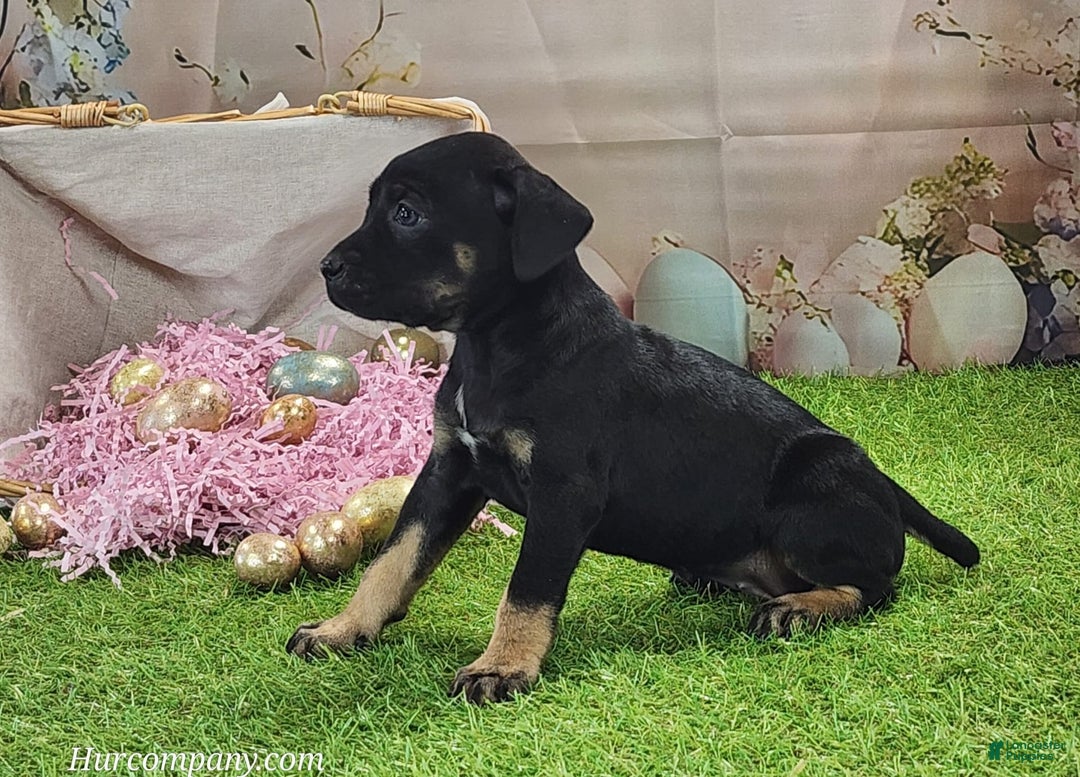 Catahoula Leopard Dog dogs for sale: Goldie 2025 F2 - Ad 3