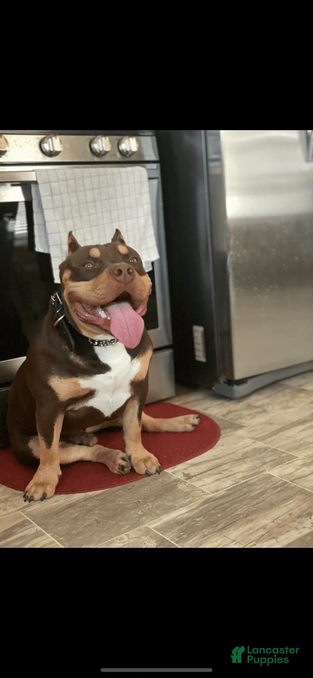 Gallery Image {{count}}