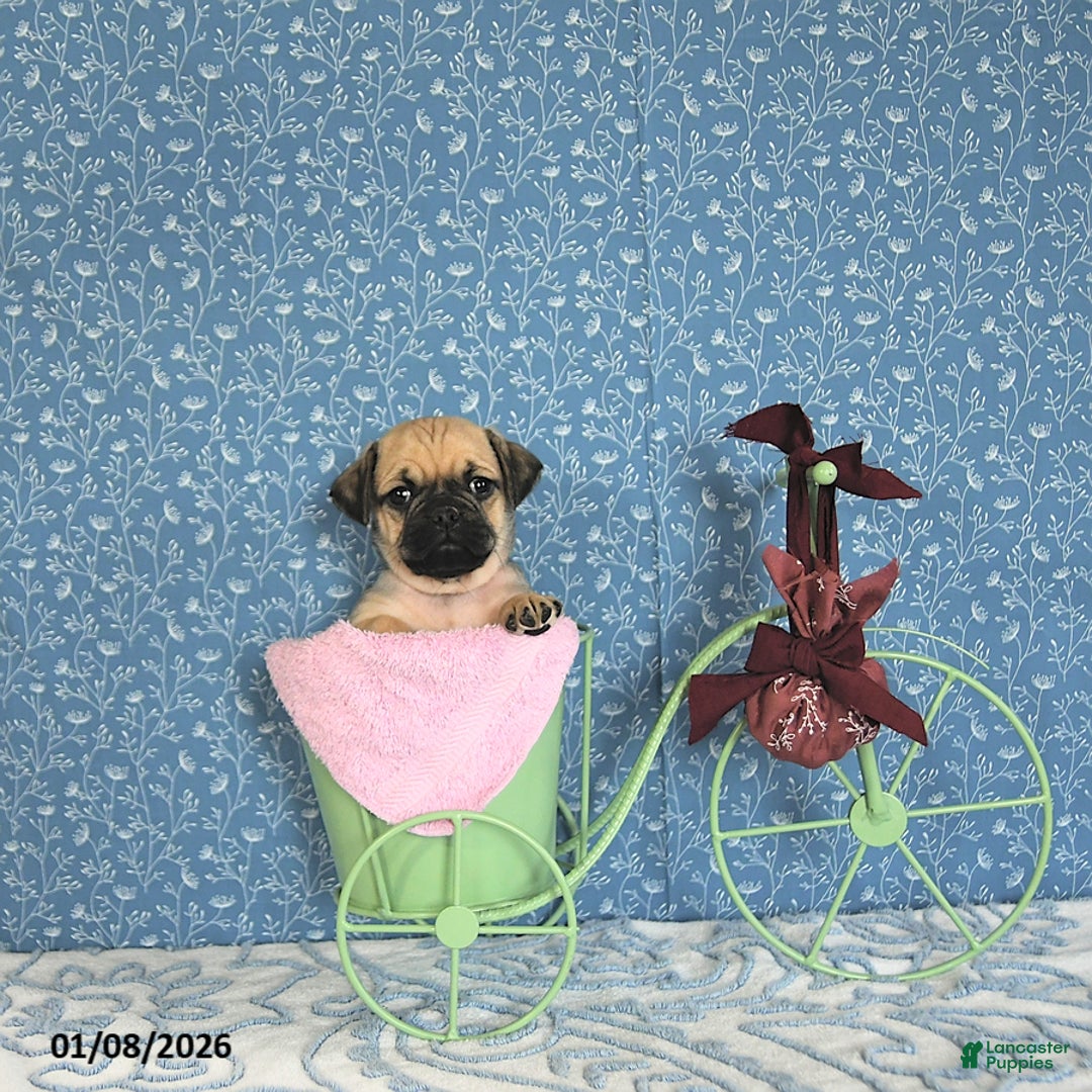 Pug dogs for sale: Lilah - Ad 1