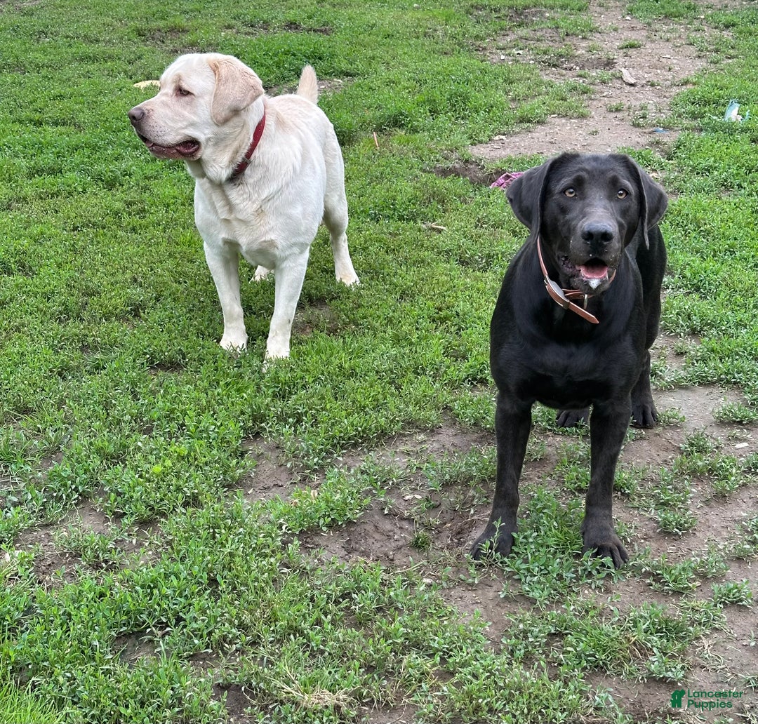Labrador Retriever dogs for sale: Red - Ad 11