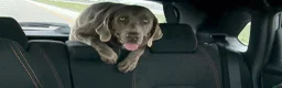 Labrador Retriever dogs for sale: Labrador Retriever 1 - Ad 5