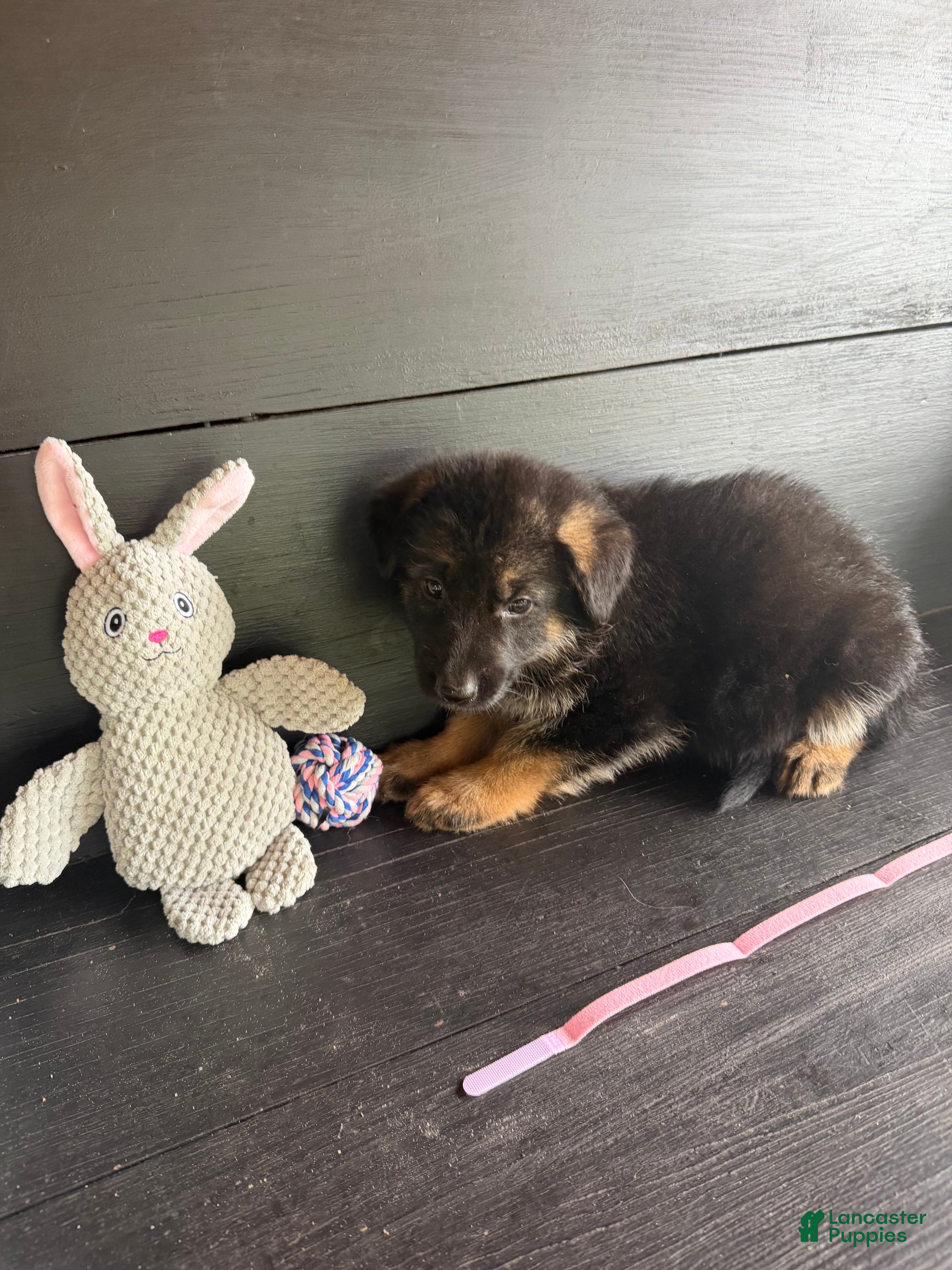 German Shepherd dogs Roxy - Ad 8