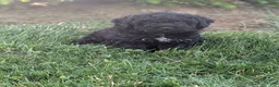 Miniature Poodle dogs for sale: Miniature Poodle Puppy 2 - Ad 7