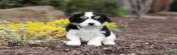 Cavachon dogs for sale: Queen - Ad 1