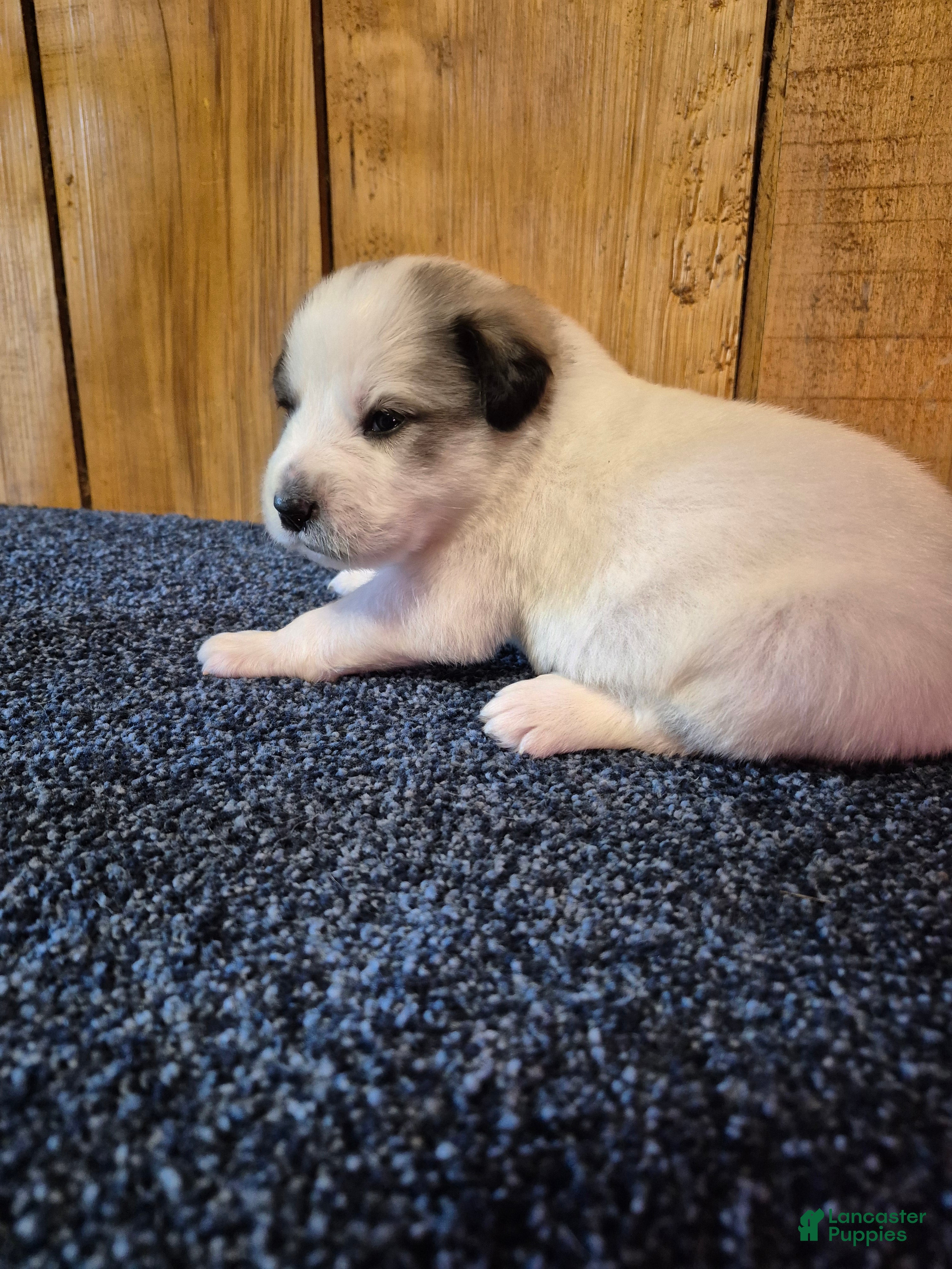 Great Pyrenees dogs Great Pyrenees Puppy 2 - Ad 2